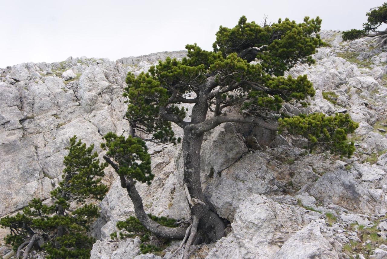 Tana Libera Tutti 1 Nature, Yourself, Love Viggianello Exterior foto